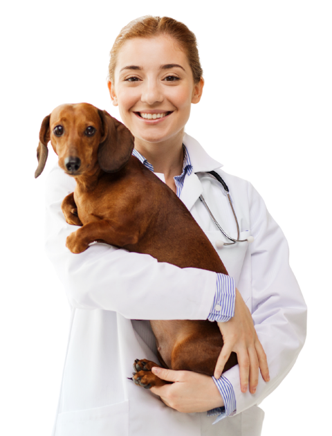 vacantes meddi veterinaria